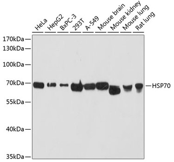 HSPA1A Antibody