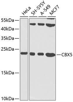 CBX5 Antibody