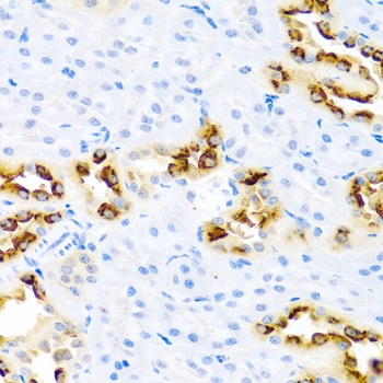 KLK11 Antibody