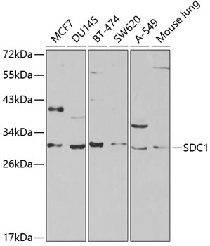 SDC1 Antibody