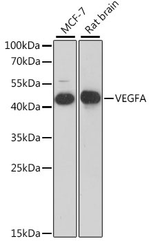 VEGFA Antibody