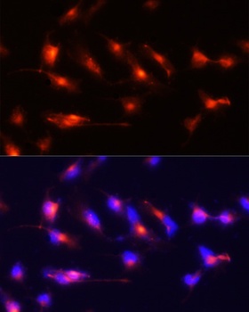 NES Antibody