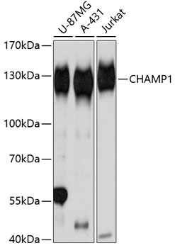CHAMP1 Antibody