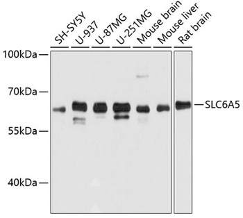 SLC6A5 Antibody