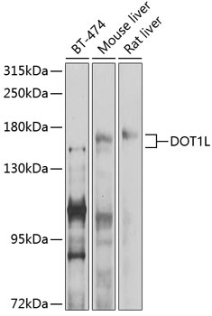 DOT1L Antibody
