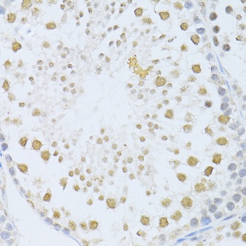 POLR2A Antibody