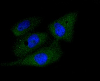 CASP3 Antibody