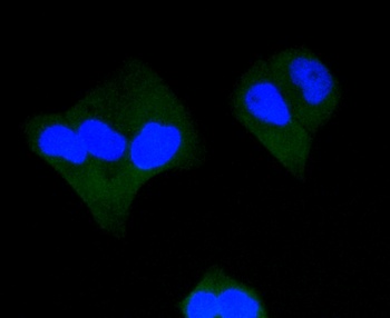 CASP3 Antibody