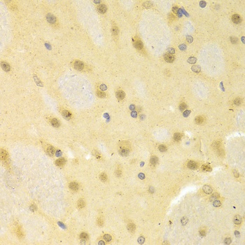SMAD1 Antibody
