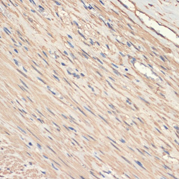 MYH11 Antibody