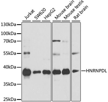 HNRNPDL Antibody
