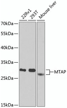 MTAP Antibody