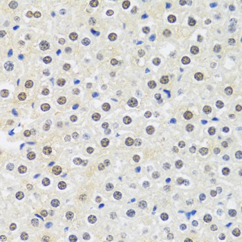 MTAP Antibody