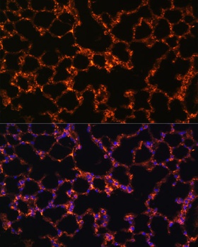 BTN3A1 Antibody