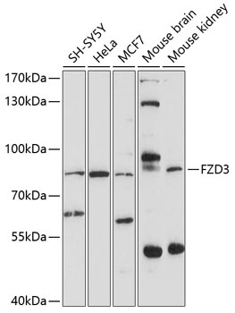 FZD3 Antibody
