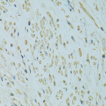 UGT1A6 Antibody