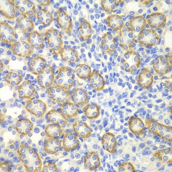 SYT1 Antibody