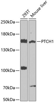 PTCH1 Antibody
