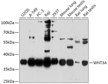 WNT3A Antibody