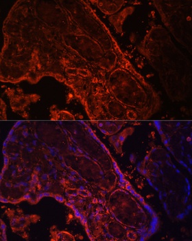 WNT3A Antibody