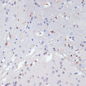 SOX2 Antibody