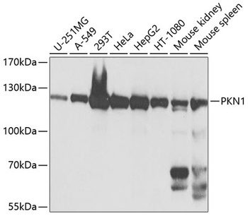 PKN1 Antibody
