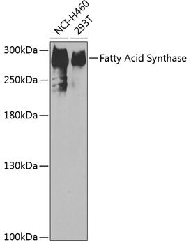 FASN Antibody