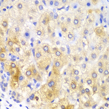FASN Antibody