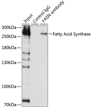 FASN Antibody
