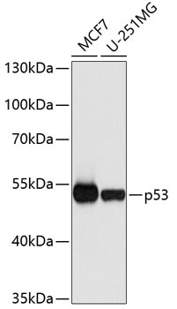 TP53 Antibody