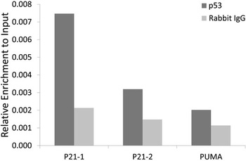 TP53 Antibody
