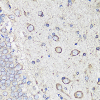 GRP78 / BiP Antibody