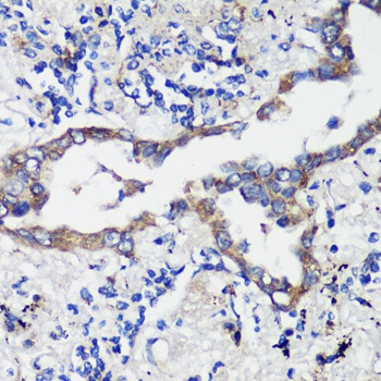 GRP78 / BiP Antibody