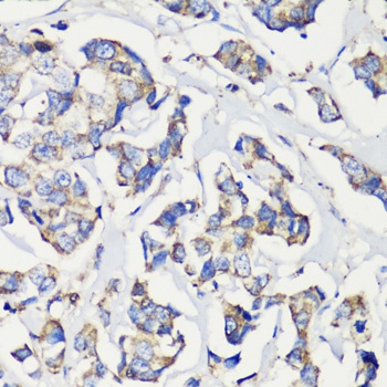 GRP78 / BiP Antibody