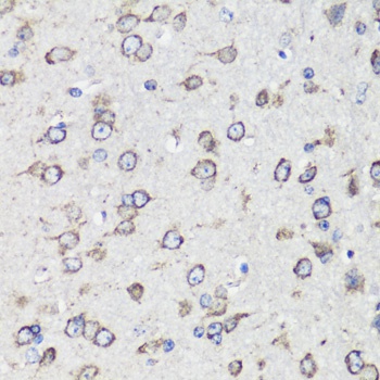 GRP78 / BiP Antibody