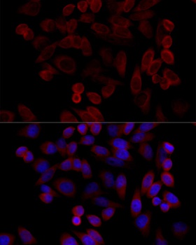 GRP78 / BiP Antibody
