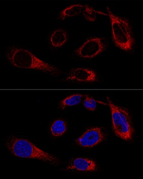GRP78 / BiP Antibody