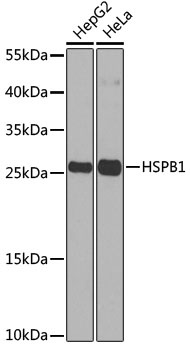 HSPB1 Antibody