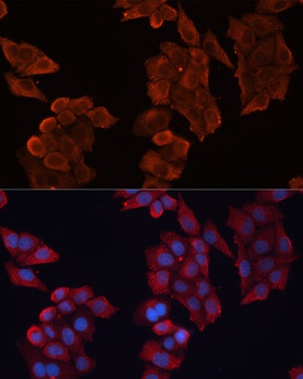 HSPB1 Antibody
