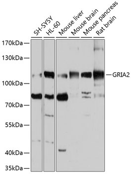 GRIA2 Antibody