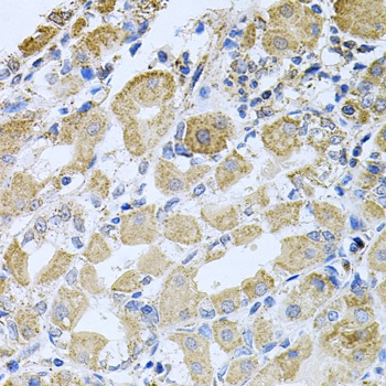 BCR Antibody