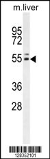 INSC Antibody