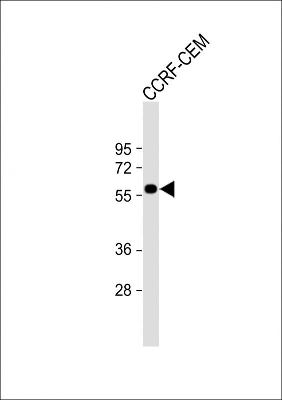 SLC22A6 Antibody