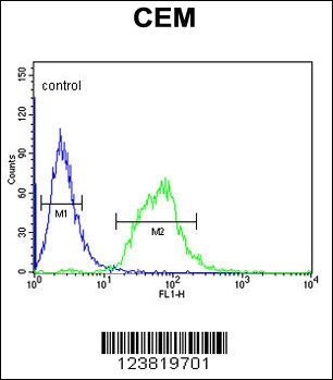 SLC22A6 Antibody