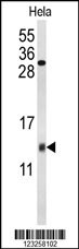 COX5A Antibody