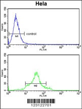 CDC20 Antibody
