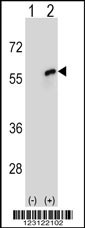 CDC20 Antibody