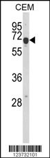 EDIL3 Antibody