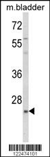 KLF16 Antibody