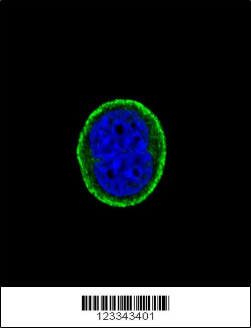IL10RA Antibody
